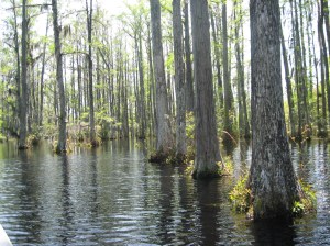 Cypress at the Black Swamp
